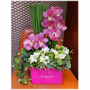 A37     荷蘭粉紅色蕙蘭  香港花店送花禮盒花  A37     荷蘭粉紅色蕙蘭  香港花店送花禮盒花